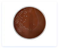 Agar chocolate